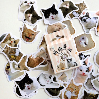 Stickers cajita (varios modelos)